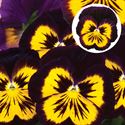 Bild von Viola P9 Grootbloemig Violet & Yellow